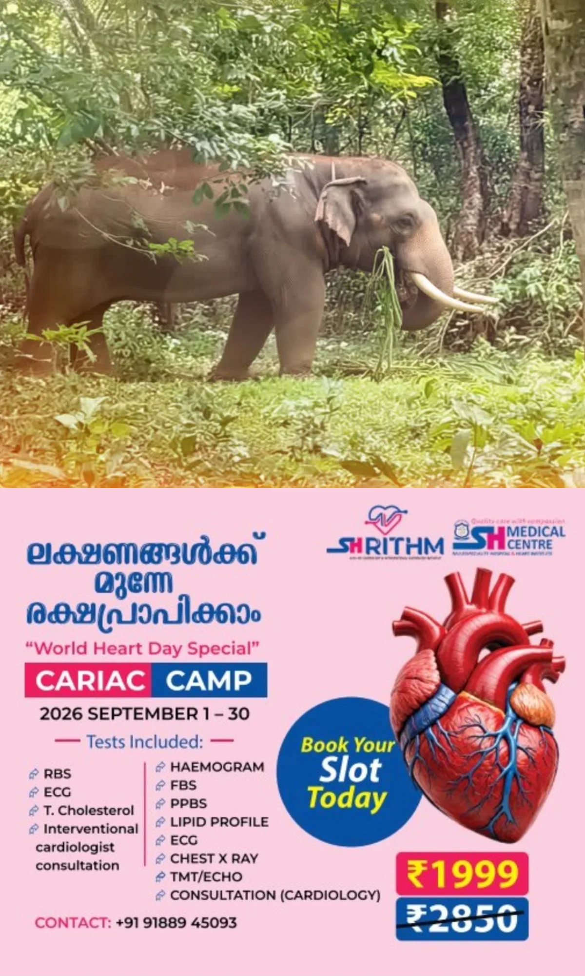 മോഴയാന 'കണ്ണൂർ മഖ്ന'യെ മൂന്ന് റൗണ്ട് മയക്കുവെടി വെച്ചിട്ടും മയങ്ങിയില്ല; അടുത്തെത്താനാവാതെ ദൗത്യസംഘം