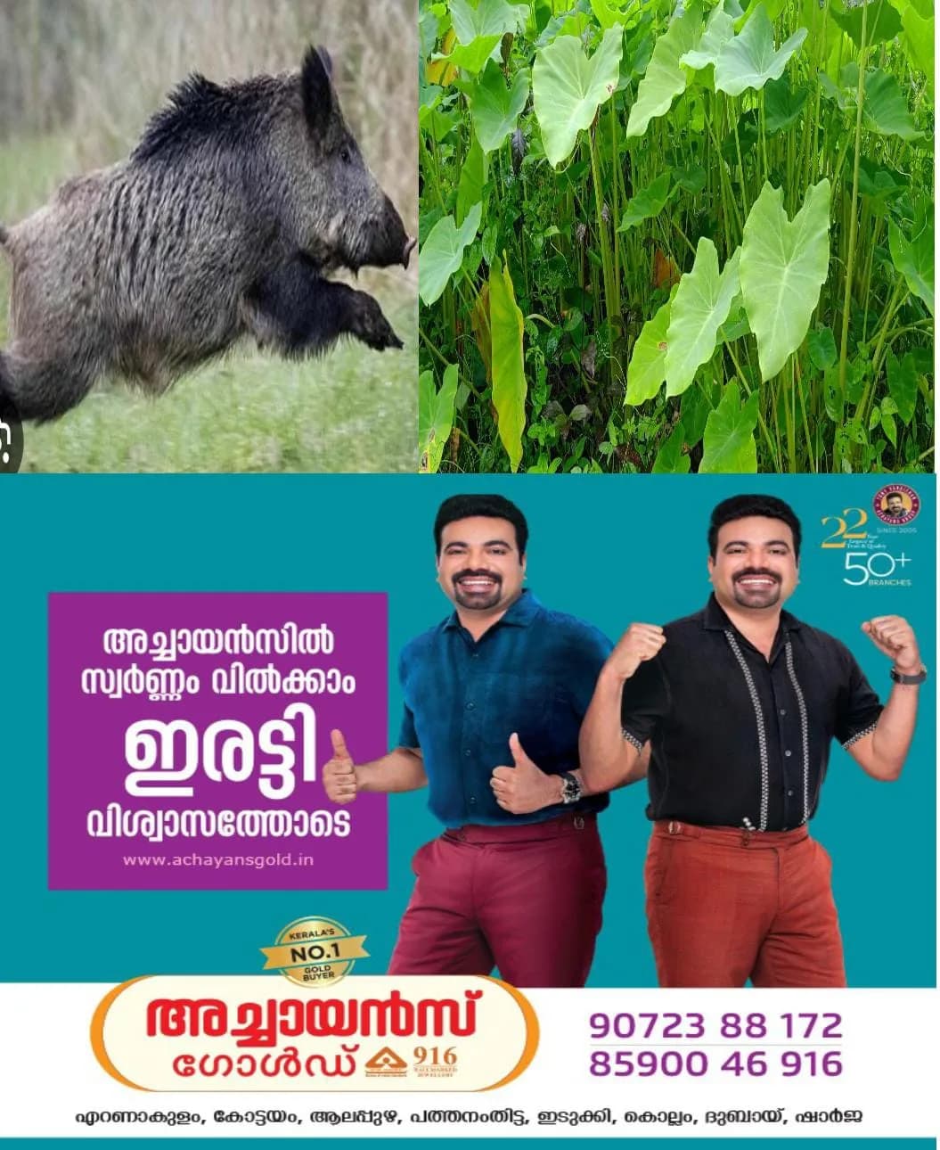 മലയോര മേഖലകളിൽ വീണ്ടും കാട്ടു പന്നിശല്യം:  വെളിംചേമ്പ് തിന്നാനെത്തുന്ന കാട്ടുപന്നികൾ കൃഷിയും നശിപ്പിക്കുന്നു.