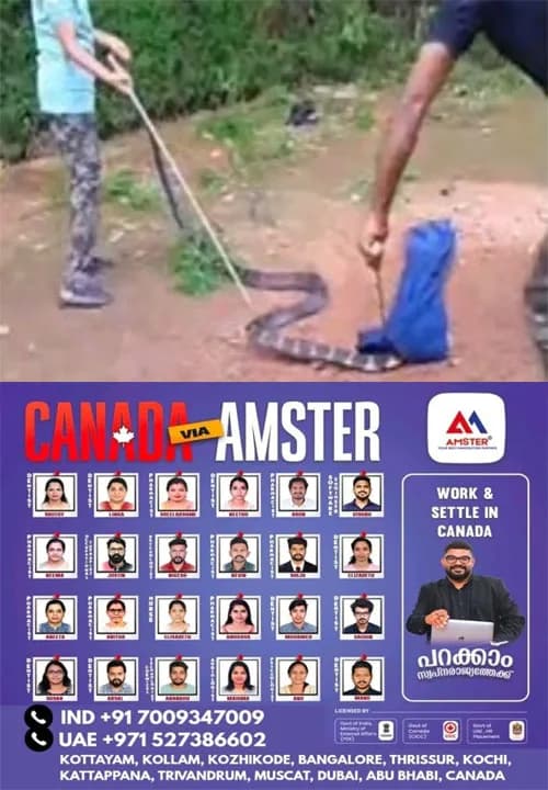 വിതുരയിൽ വീട്ടുമുറ്റത്തെ ചെടികൾക്കിടയിൽ നിന്ന് കൂറ്റൻ രാജവെമ്പാലയെ പിടികൂടി; കണ്ടെത്തിയത്  ഏകദേശം 14 അടിയോളം നീളമുള്ള രാജവെമ്പാലയെ; പിടികൂടിയ രാജവെമ്പാലയെ പിന്നീട് വനമേഖലയിൽ സുരക്ഷിതമായി തുറന്നുവിടുമെന്ന് വനംവകുപ്പ് അധികൃതർ