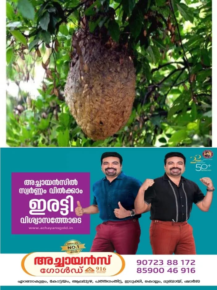 മൂന്നാറിൽ കോളേജ് വിദ്യാർഥികൾക്ക് നേരെ കടന്നൽ ആക്രമണം;5 പേർക്ക്  കുത്തേറ്റു;ഏഴ് വിദ്യാർഥികളെ രക്ഷപ്പെടുത്തി