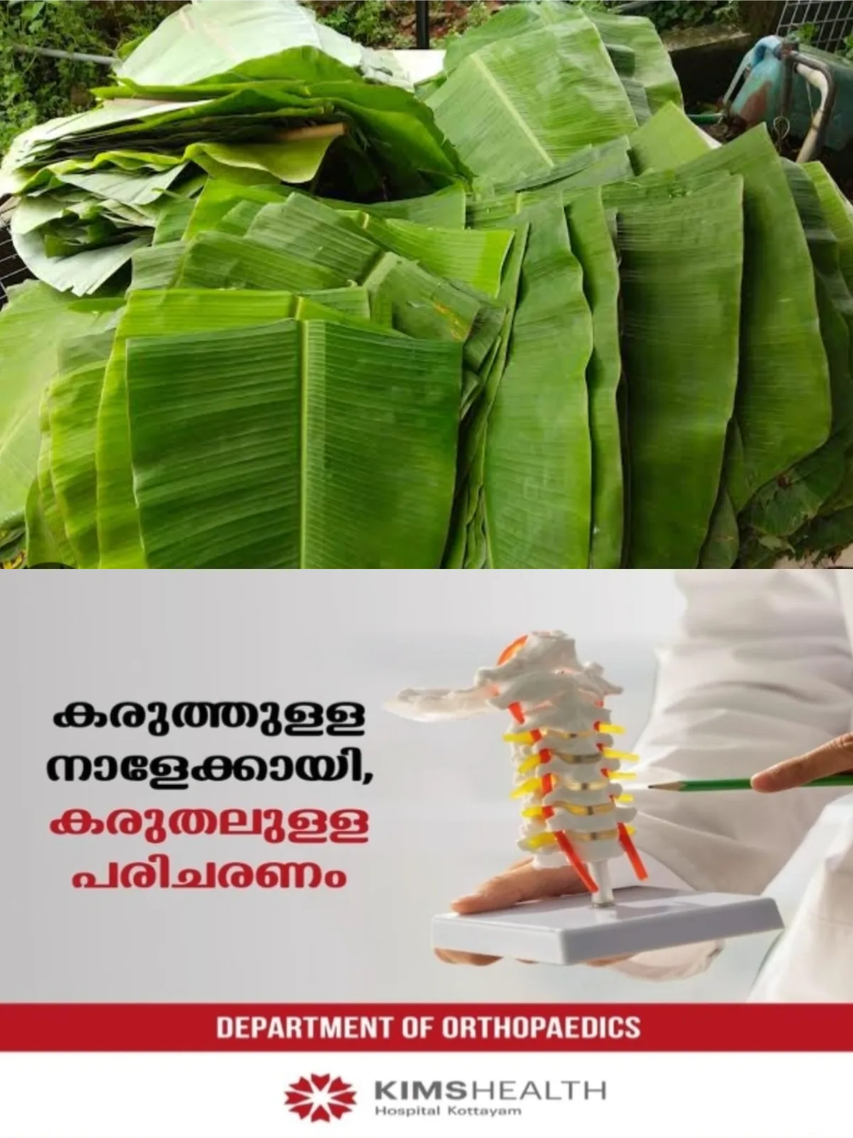 പ്രവാസികള്‍ക്ക് സദ്യയുണ്ണാൻ രണ്ടര ലക്ഷം വാഴയില; കയറ്റുമതി ചെയ്‌തത് ചാര്‍ട്ടേഡ് വിമാനത്തില്‍
