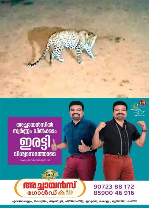 പ​ത്ത​നാ​പു​ര​ത്ത് നിരവധി വളർത്തുമൃ​ഗ​ങ്ങ​ളെ ആക്രമിച്ച് കൊലപ്പെടുത്തിയ  പു​ലി വ​നം​വ​കു​പ്പി​ന്‍റെ കെ​ണി​യി​ൽ കു​ടു​ങ്ങി