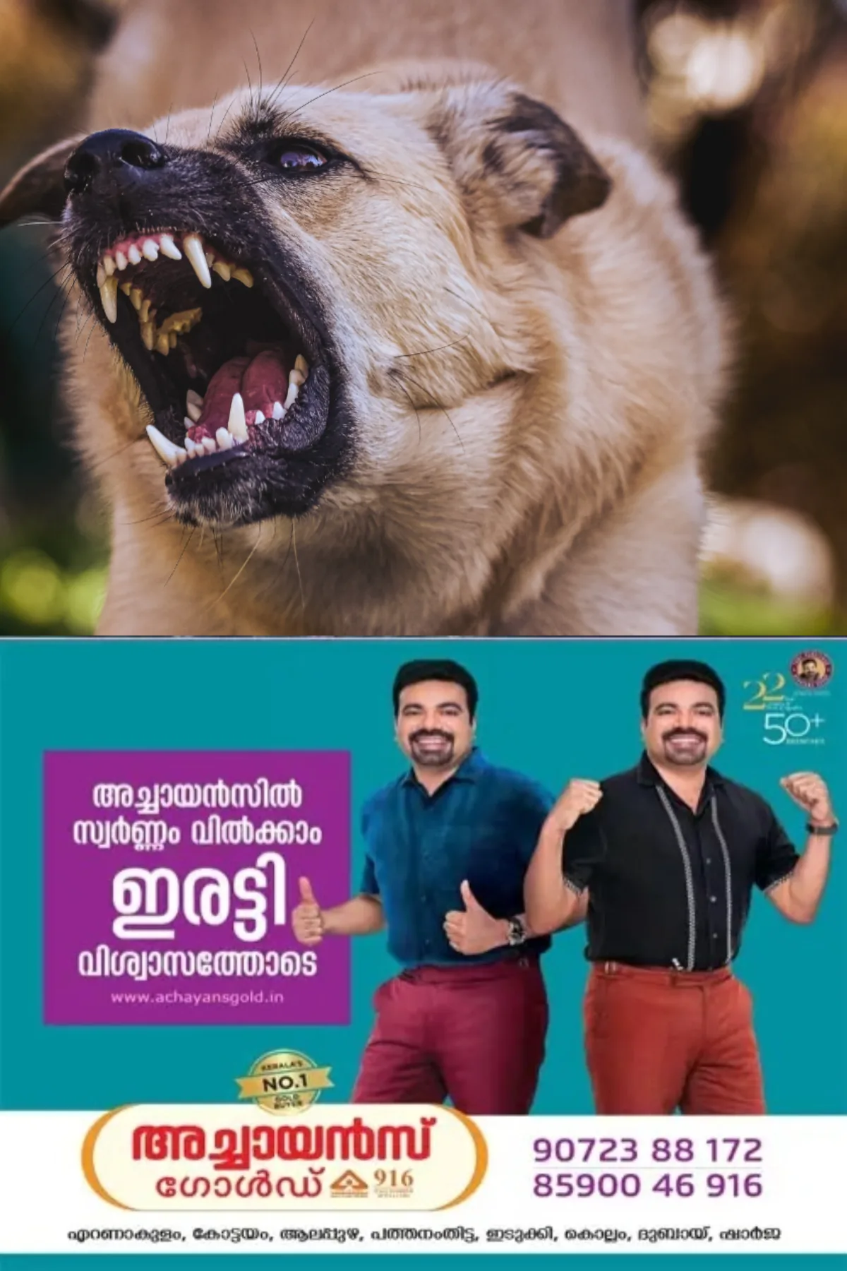 തലയോലപ്പറമ്പില്‍ വീണ്ടും തെരുവ് നായ ആക്രമണം; ആട്ടിൻകുട്ടിയെ കടിച്ചു കീറി