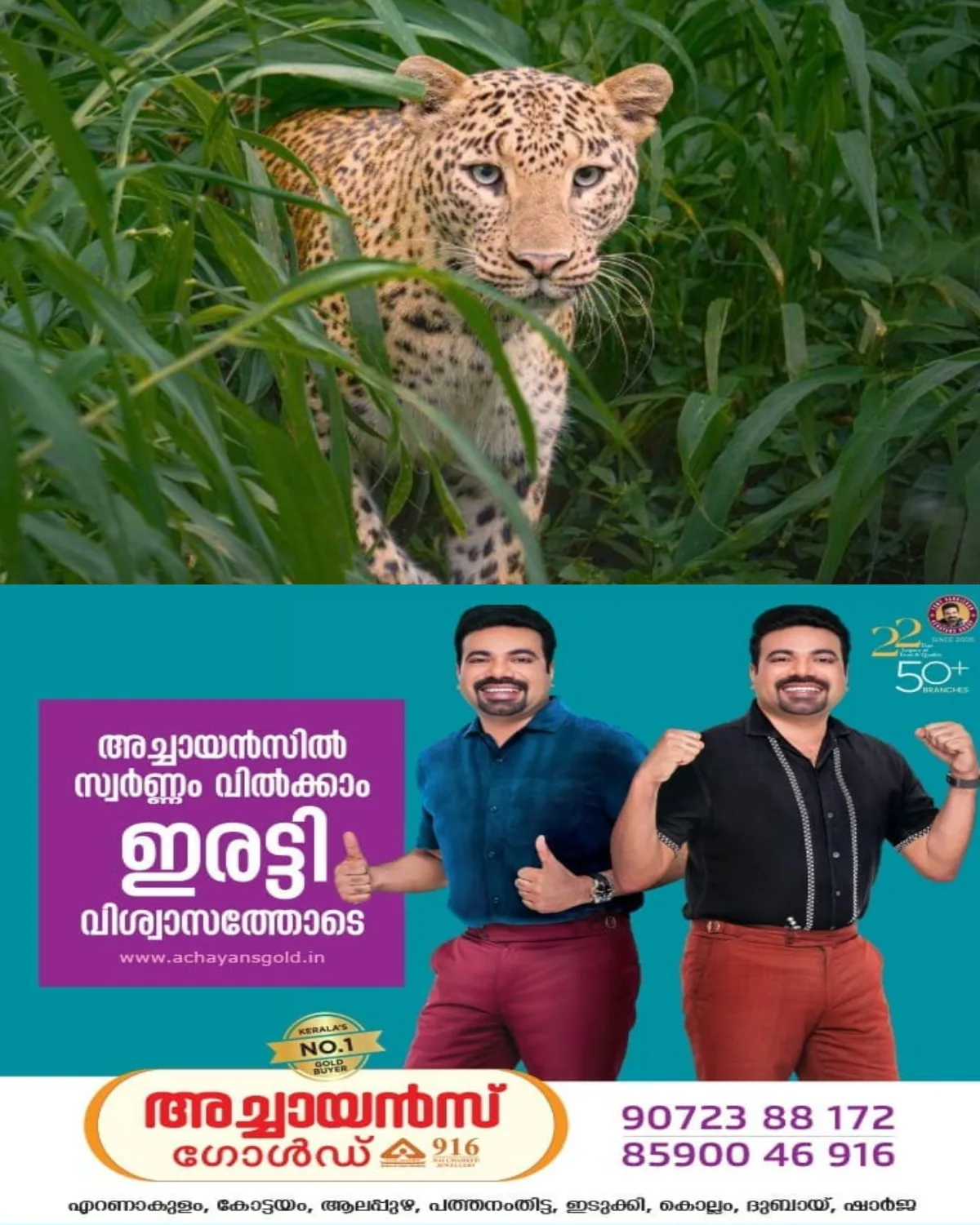 നാദാപുരത്ത് പുലിയുടെ ആക്രമണം; രണ്ട് പേരെ പരിക്കേല്‍പ്പിച്ചെന്ന് നാട്ടുകാര്‍  