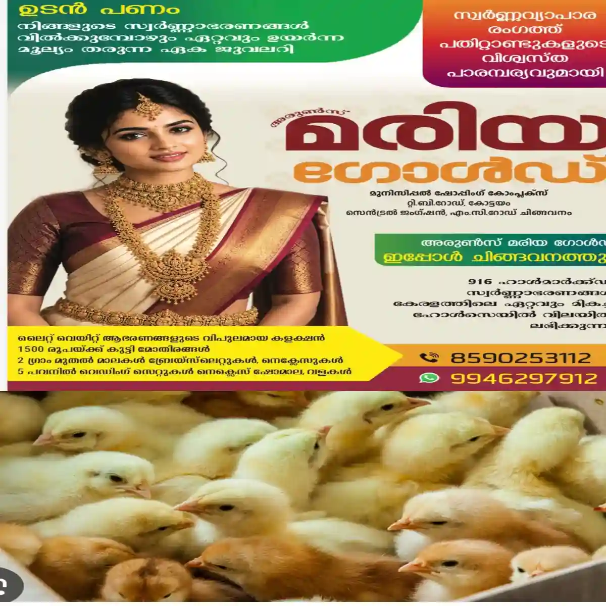 അടുക്കളമുറ്റത്തെ കോഴിവളർത്തൽ പദ്ധതി: അയ്മനം ഗ്രാമപഞ്ചായത്തിൽ  കോഴിക്കുഞ്ഞുങ്ങളുടെ വിതരണം ഒക്ടോബർ 13-ന് ആരംഭിക്കും