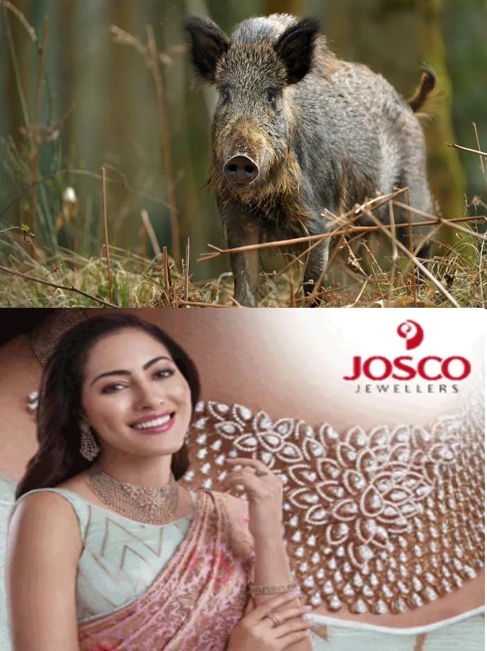 കോട്ടയത്തെ  മ​​ല​​യോ​​ര മേ​​ഖ​​ല​​യി​​ല്‍ കാ​​ട്ടു​​പ​​ന്നി​​ശ​​ല്യം രൂക്ഷം;വെ​​ടി​​വ​​യ്ക്കാ​​ന്‍ ഷൂ​​ട്ട​​ര്‍​മാ​​രി​​ല്ല;പ​​ല പ​​ഞ്ചാ​​യ​​ത്തു​​ക​​ളി​​ലും ആ​​വ​​ശ്യ​​ത്തി​​നു ഷൂ​​ട്ട​​ര്‍​മാ​​രി​​ല്ല;  ജി​​ല്ലാ​​ത​​ല​​ത്തി​​ല്‍ നി​​ന്നും പു​​തു​​താ​​യി തോ​​ക്കു​​ക​​ള്‍​ക്കു ലൈ​​സ​​ന്‍​സ് അ​​നു​​വ​​ദി​​ക്കു​​ന്നു​​മി​​ല്ല; കർഷകർ ദുരിതത്തിൽ