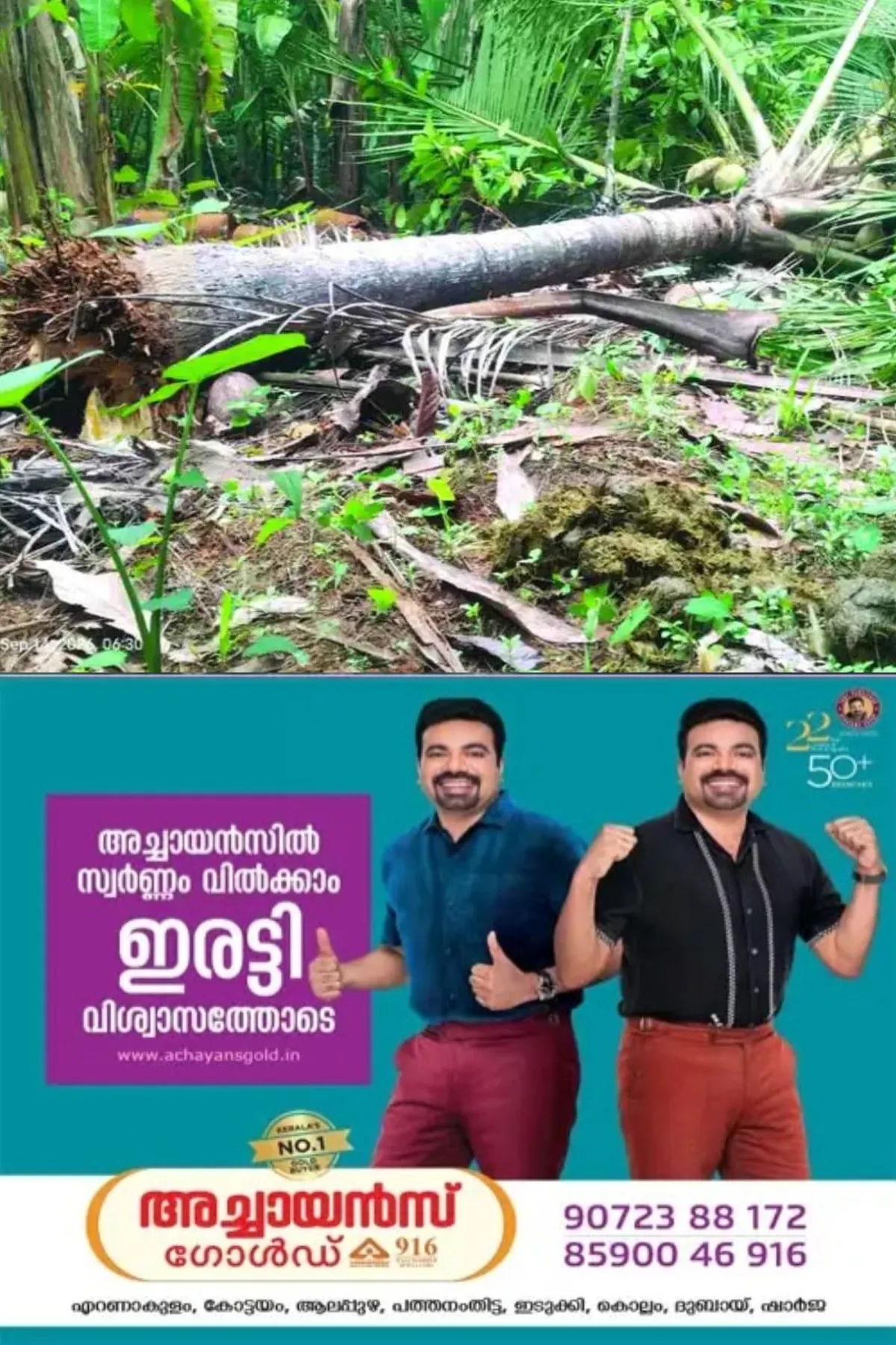 നേര്യമംഗലത്തിന് സമീപം ചെമ്പൻകുഴിയില്‍ ജനവാസ മേഖലയില്‍ കാട്ടാനയിറങ്ങി കൃഷികള്‍ നശിപ്പിച്ചു