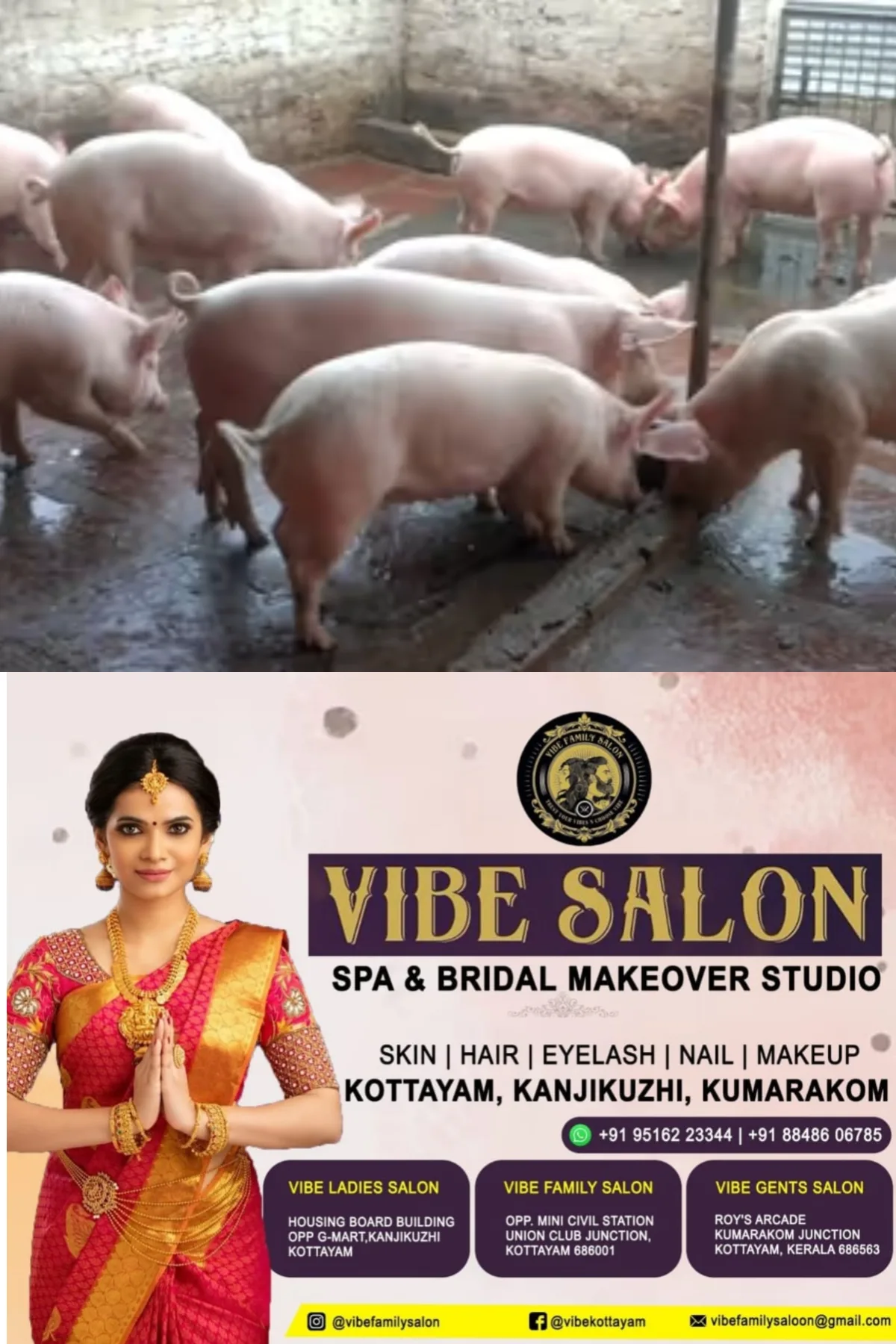 നോട്ടീസ് ലംഘിച്ച്‌ പന്നിയിറച്ചി വില്‍പന; കടയുടമയ്ക്കെതിരെ നടപടി