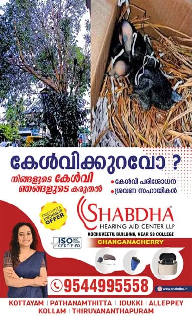 എല്ലാ ജീവനും വിലയുണ്ട്; മരം മുറിച്ചപ്പോൾ പക്ഷിക്കുഞ്ഞുങ്ങൾ ചത്ത സംഭവം;മൂന്നു പേർക്കെതിരെ വനംവകുപ്പ് കേസെടുത്തു;നടപടി വന്യജീവി സംരക്ഷണ നിയമപ്രകാരം 