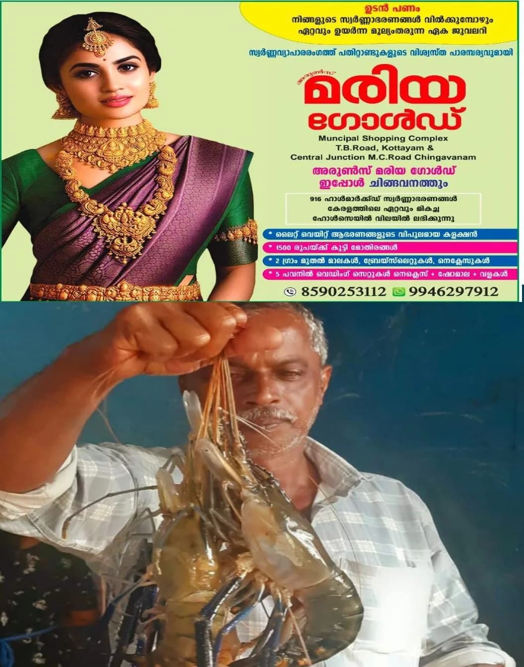 വേമ്പനാട്ടുകായലിൽ നിന്നും കൊഞ്ചിൻ്റെ ലഭ്യത വർധിച്ചു:  മത്സ്യ തൊഴിലാളികളുടെ മനസ് നിറഞ്ഞു.