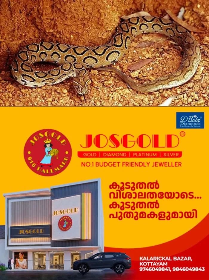 സര്‍ക്കാര്‍ ജനകീയാരോഗ്യ കേന്ദ്രത്തില്‍ നഴ്‌സിന് അണലിയുടെ കടിയേറ്റു; സംഭവം പാലക്കാട് ചാലിശ്ശേരിയിൽ, നഴ്സ് ഗുരുതരാവസ്ഥയില്‍