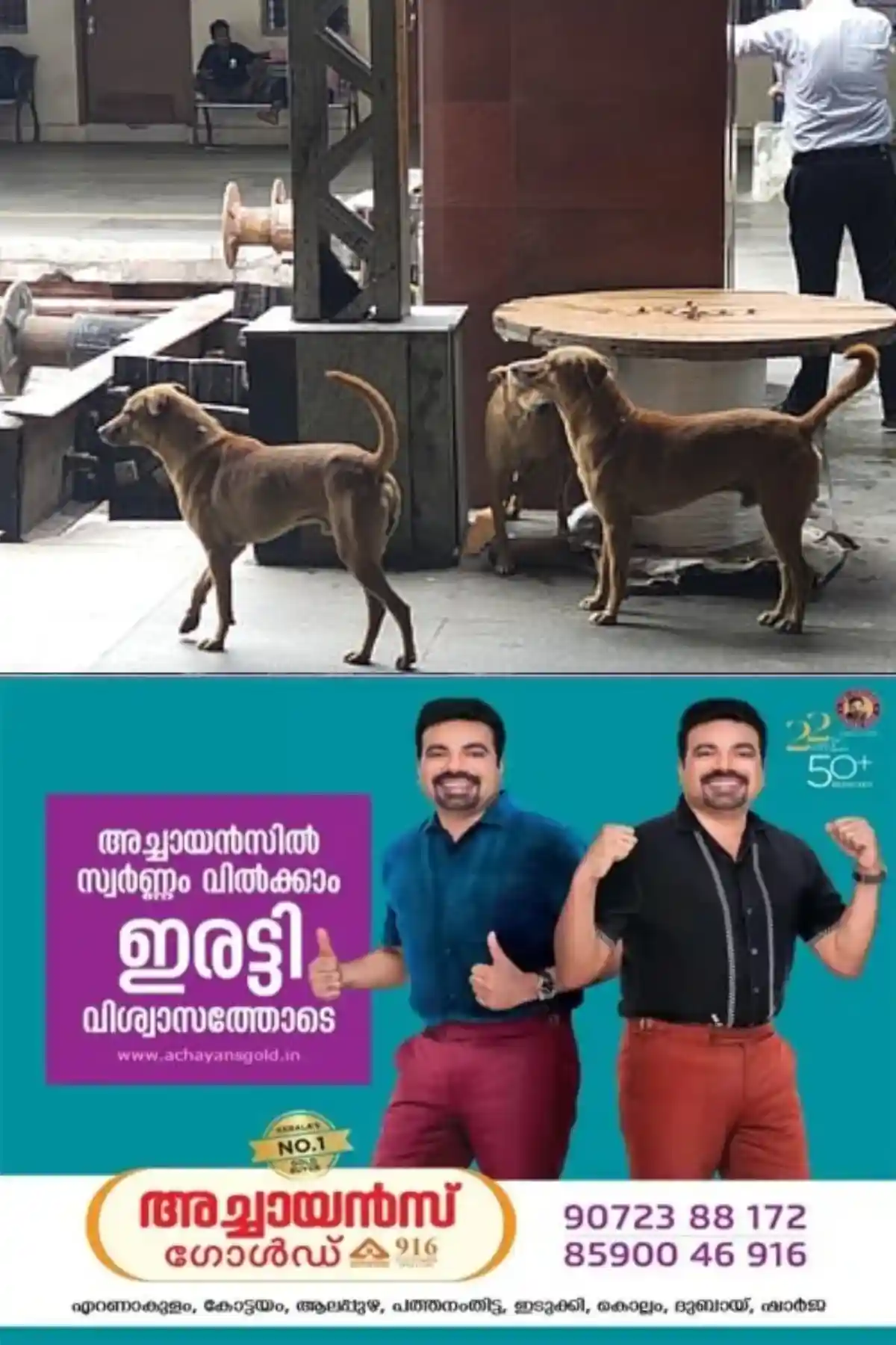 ഏറ്റുമാനൂര്‍ റെയില്‍വേ സ്‌റ്റേഷന്‍ പരിസരത്ത്‌ തെരുവ്‌ നായ ശല്യം രൂക്ഷമാകുന്നു; അടിയന്തിരമായി ഇടപെടണമെന്ന ആവശ്യവുമായി യാത്രക്കാരും വ്യാപാരികളും രംഗത്ത് 
