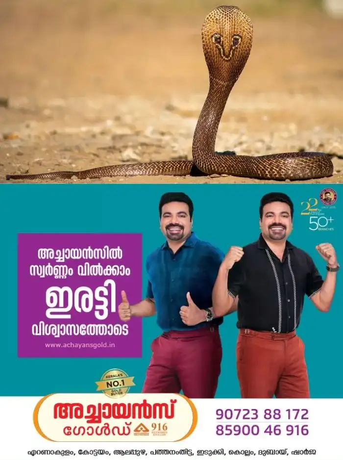തൊഴിലുറപ്പ് ജോലിക്കിടെ സ്ത്രീക്ക് മൂർഖൻ പാമ്പിൻ്റെ കടിയേറ്റു; സംഭവം കോഴിക്കോട് 