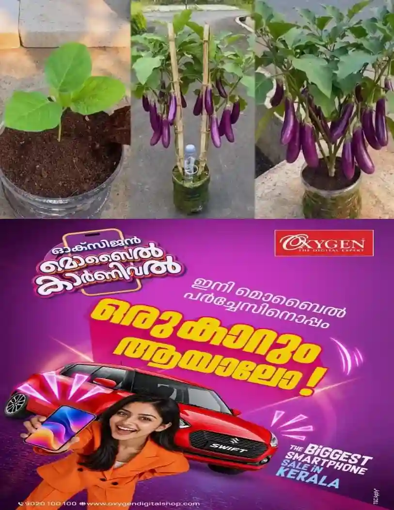 പൂവിട്ട് 25 ദിവസത്തിനുള്ളില് വിളവെടുക്കാം; നല്ല സൂര്യപ്രകാശവും കുറഞ്ഞ പരിപാലനവും മതി; സ്ഥലമില്ലാത്തവർക്ക് ചട്ടിയിലോ ഗ്രോബാഗിലോ നടാം; എളുപ്പത്തിൽ വഴുതനങ്ങ കൃഷി ചെയ്യുന്നത് എങ്ങനെയെന്ന് അറിയാം....!