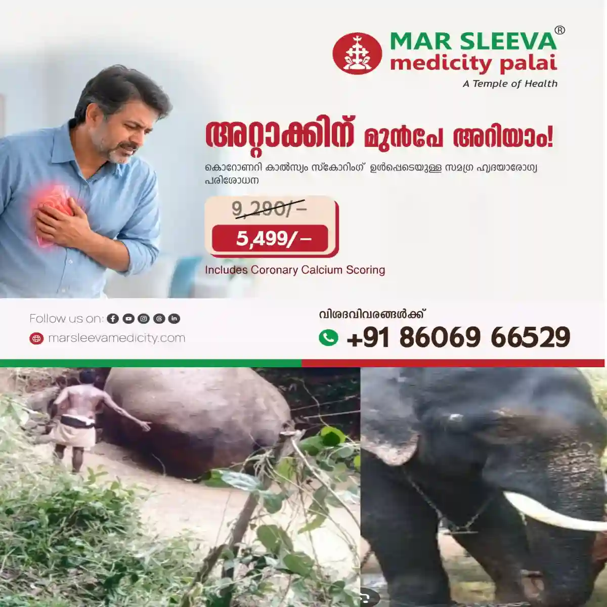 വെള്ളക്കെട്ടിൽ വീണ ആനയെ രക്ഷപ്പെടുത്തിയത് 5 മണിക്കൂറിന് ശേഷം: ജെസിബി ഉപയോഗിച്ച് വഴിവെട്ടിയാണ് ആനയെ കരയ്ക്കു കയറ്റിയത്: കുളിപ്പിക്കാൻ കൊണ്ടുപോകുന്നതിനിടെ വീണത് കോട്ടയത്തെ വിശ്വനാഥൻ.