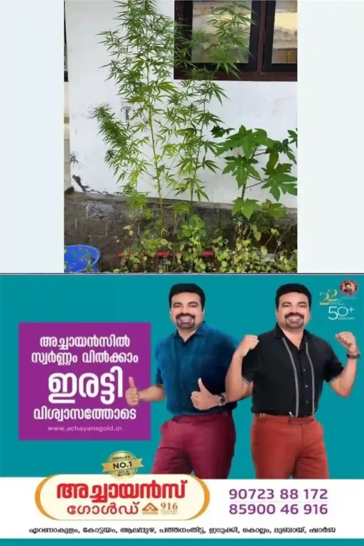 ആള്താമസമില്ലാത്ത വീട്ടില് നിന്ന് കഞ്ചാവ് ചെടികള് കണ്ടെടുത്തു; ഓപ്പറേഷൻ തൂഫാന്റെ ഭാഗമായി എറണാകുളം റൂറലില് നടത്തിയ വ്യാപക പരിശോധനയിലാണ് കഞ്ചാവ് ചെടികള് കണ്ടെടുത്തത്