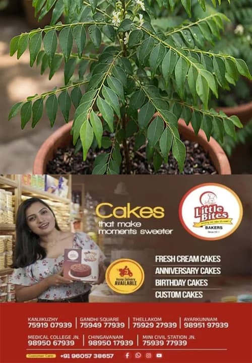 ശരീരഭാരം എങ്ങനെ എളുപ്പത്തിൽ കുറയ്ക്കാമെന്ന് തലപുകയ്ക്കേണ്ട; കലോറി കത്തിക്കാൻ കറിവേപ്പില ബെസ്റ്റ് ആണ്