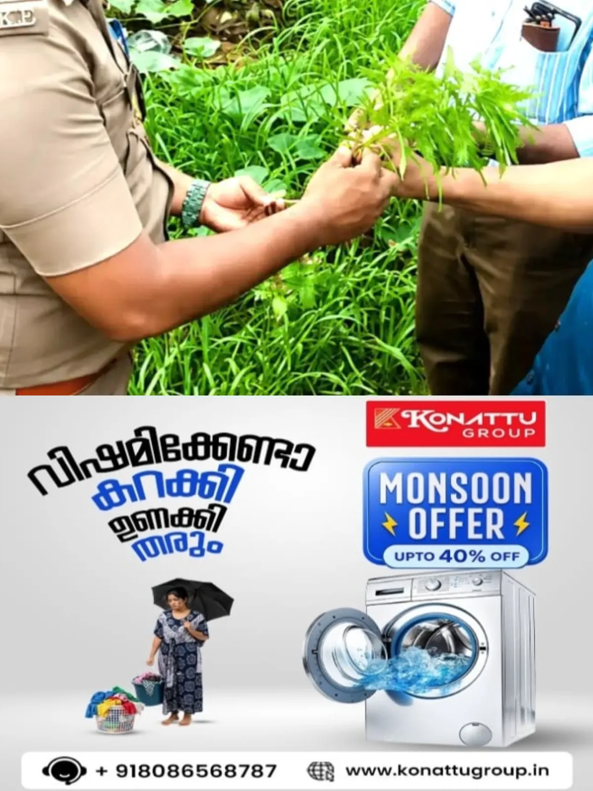 റോഡരികില് ബസ് സ്റ്റോപ്പിനടുത്ത് കഞ്ചാവ് ചെടി; ബ്രൗണ് പേപ്പറില് പൊതിഞ്ഞ് സീല് ചെയ്ത് കസ്റ്റഡിയിലെടുത്ത് എക്സൈസ്