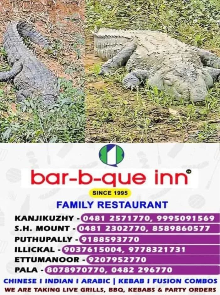 വയനാട് പനമരം പുഴയില് മുതല ഭീതി; നട്ടുച്ചയ്ക്കും കരയില് കയറി കിടക്കുന്ന മുതലകൾ പ്രദേശവാസികളിൽ ഭീതി പരത്തുന്നു