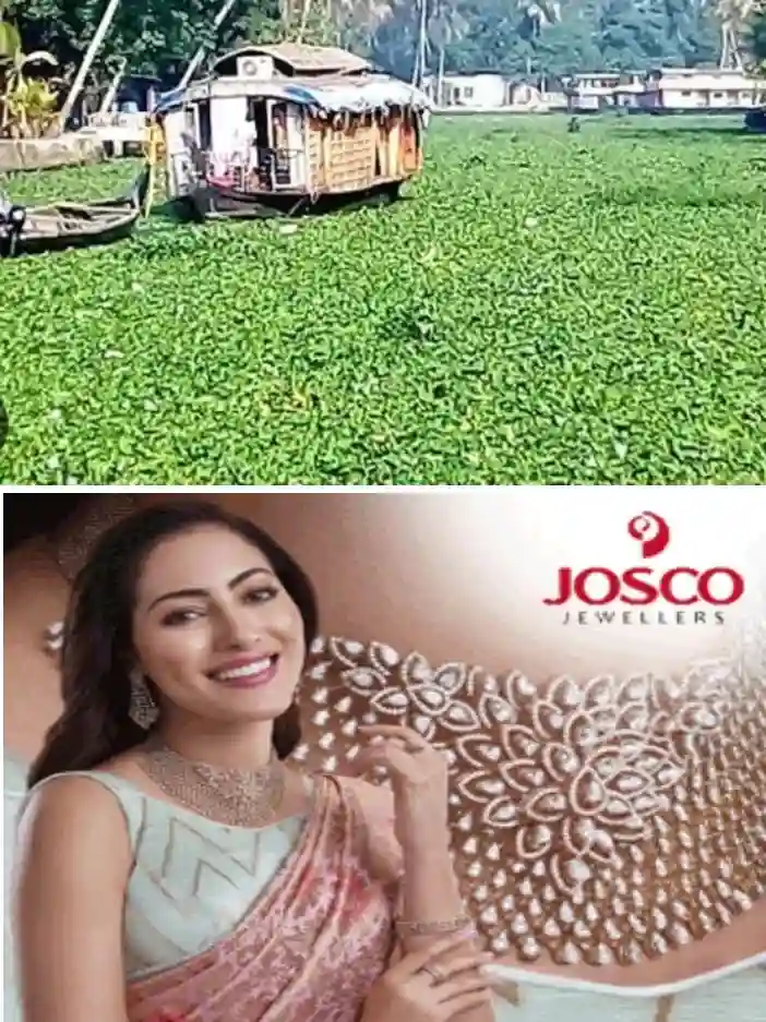 വേമ്പനാട്ടുകായലിലും സമീപ ആറുകളിലും തോടുകളിലും പോള നിറഞ്ഞു; ജലഗതാഗതം വഴിമുട്ടി; കോട്ടയം ആലപ്പുഴ ബോട്ട് സർവീസും പ്രതിസന്ധിയിൽ