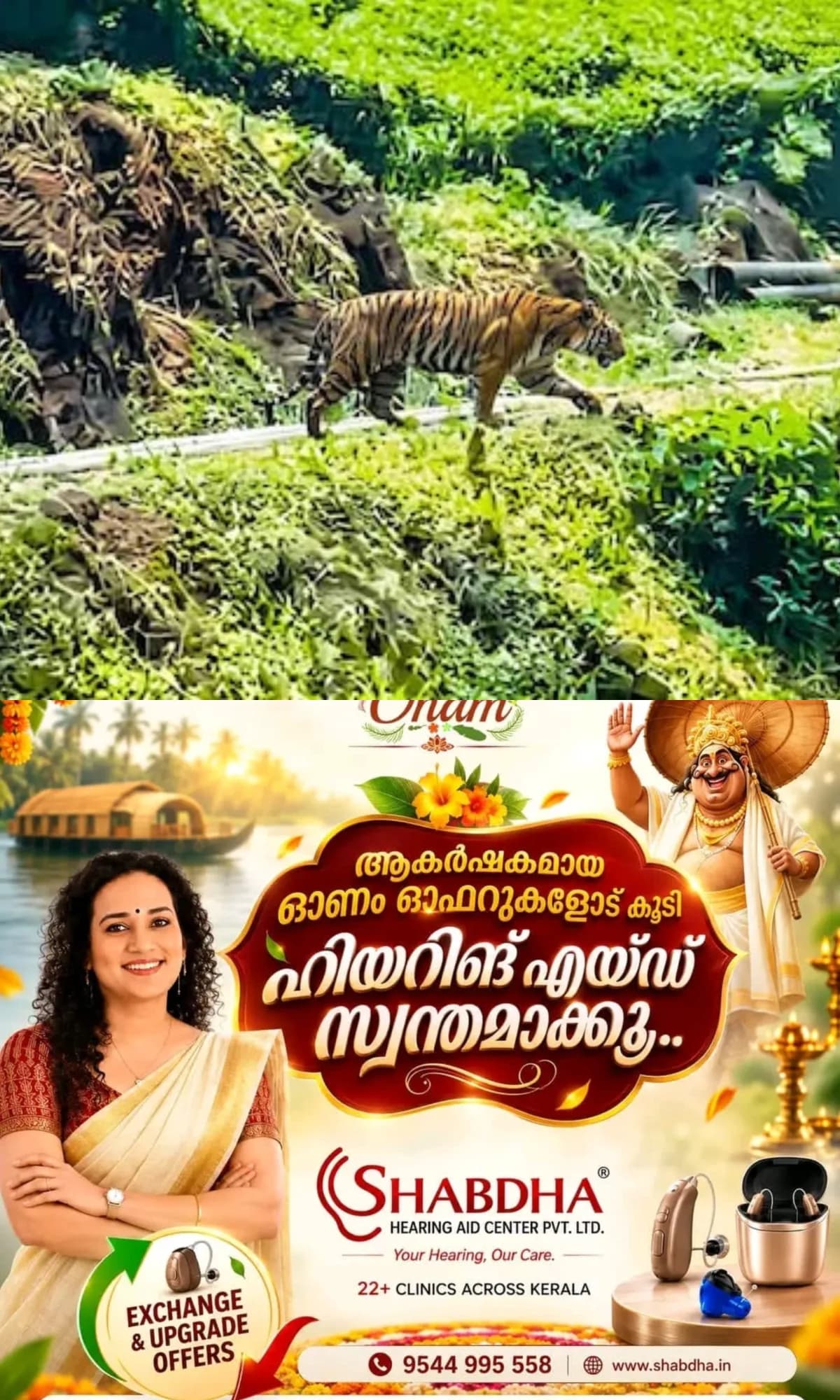 മൂന്നാറില് വീണ്ടും കടുവ ഭീതി...!, പട്ടാപ്പകല് എസ്റ്റേറ്റ് റോഡില് കടുവയിറങ്ങി