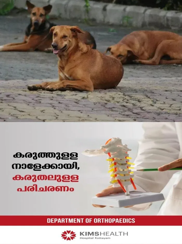 ജില്ലയിലെ തെരുവ്നായ ശല്യം രൂക്ഷമായി തുടരുന്നു; പ്രശ്നപരിഹാരത്തിനായി ഉടൻ ചേരുമെന്ന് കളക്ടർ