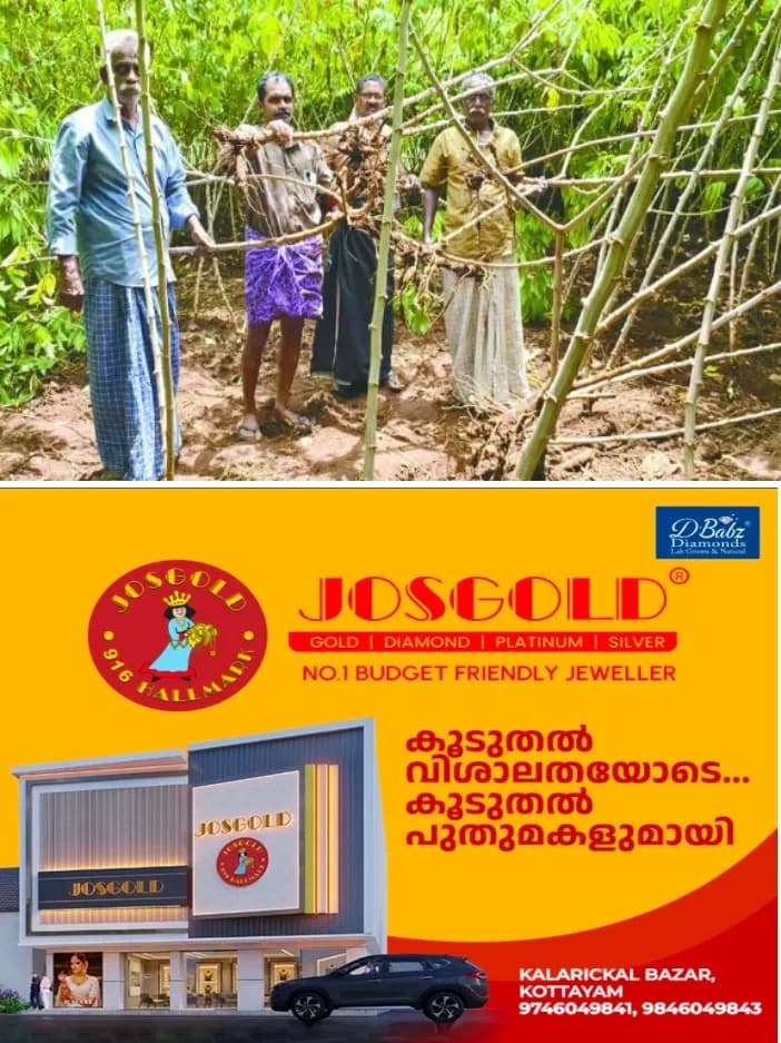 പാറത്തോട് ജനവാസമേഖലയിൽ കാട്ടുപന്നികൾ.കൂട്ടമായെത്തി;നശിപ്പിച്ചത് ഏക്കർകണക്കിന് കപ്പകൃഷി