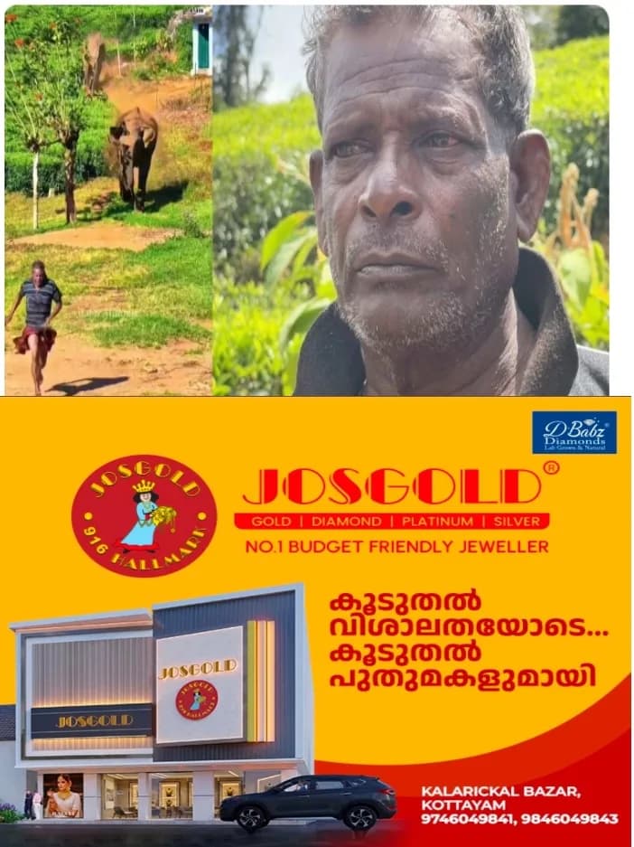 മൂന്നാറിൽ കാട്ടാനകൾ പിന്തുടര്ന്ന് ഓടിച്ചു; തലനാരിഴയ്ക്ക് രക്ഷപ്പെട്ട് തൊഴിലാളി