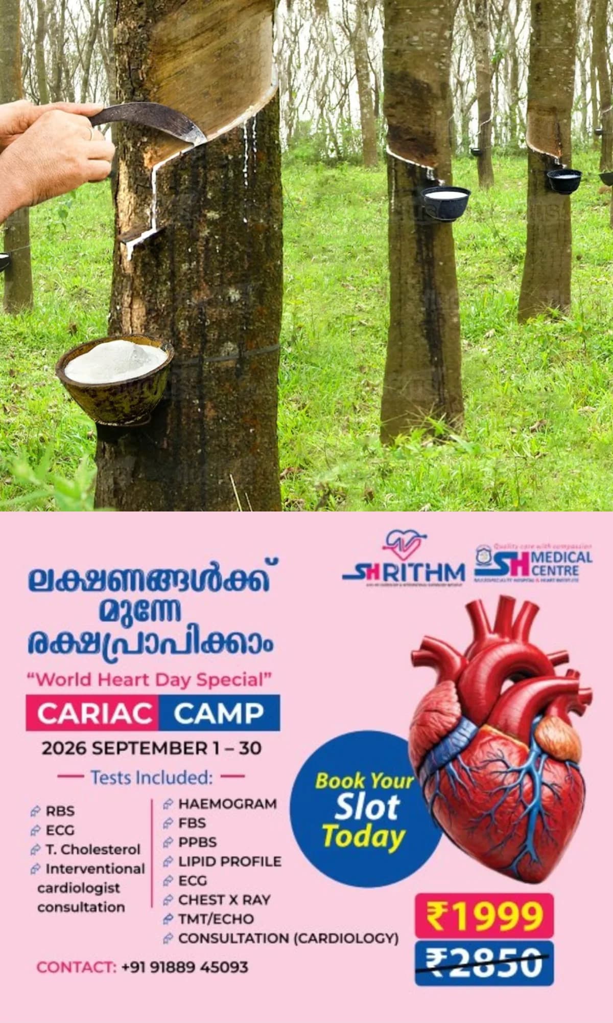 റബര് വിലകൂടിയെങ്കിലും ചുട്ടുപൊള്ളി റബര് കര്ഷകര്; ഉത്പാദനം കുറഞ്ഞു, കാലാവസ്ഥാ വ്യതിയാനം വില്ലനായി