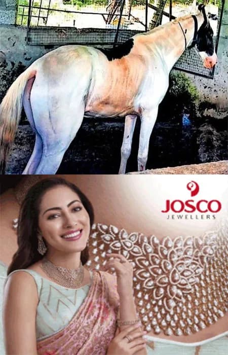 ഭാരതപ്പുഴയിൽ കുളിപ്പിക്കാനെത്തിച്ച കുതിര പിടിവിട്ടോടി; തൃശൂർ-ഷൊർണൂർ സംസ്ഥാന പാതയിൽ പരിഭ്രാന്തി പരത്തി;ഇരുചക്ര വാഹന യാത്രികൻ പരിക്ക്