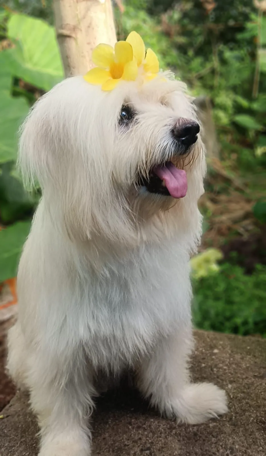 Lhasa Apso ഇനത്തിൽ പെട്ട നായയെ ഇന്നലെ (30/08/2026) വൈകിട്ട് മുതൽ മുട്ടമ്പലം കൊപ്രത്ത് ഭാഗത്തു നിന്നും കാണാതായി; കണ്ടുകിട്ടുന്നവർ 9447896560 എന്ന നമ്പറിൽ അറിയിക്കാൻ താല്പര്യപ്പെടുന്നു