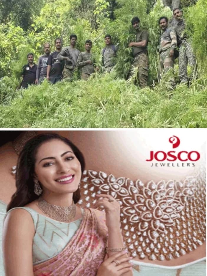 ഓപ്പറേഷൻ തൂഫാൻ;അട്ടപ്പാടിയിൽ കഞ്ചാവുതോട്ടം കണ്ടെത്തി; 7300 കഞ്ചാവുചെടികൾ നശിപ്പിച്ചു; പോലീസ് ഏഴുമണിക്കൂറിലധികം കാൽനടയാത്ര നടത്തിയാണ് കഞ്ചാവുതോട്ടങ്ങളിലെത്തിയത്