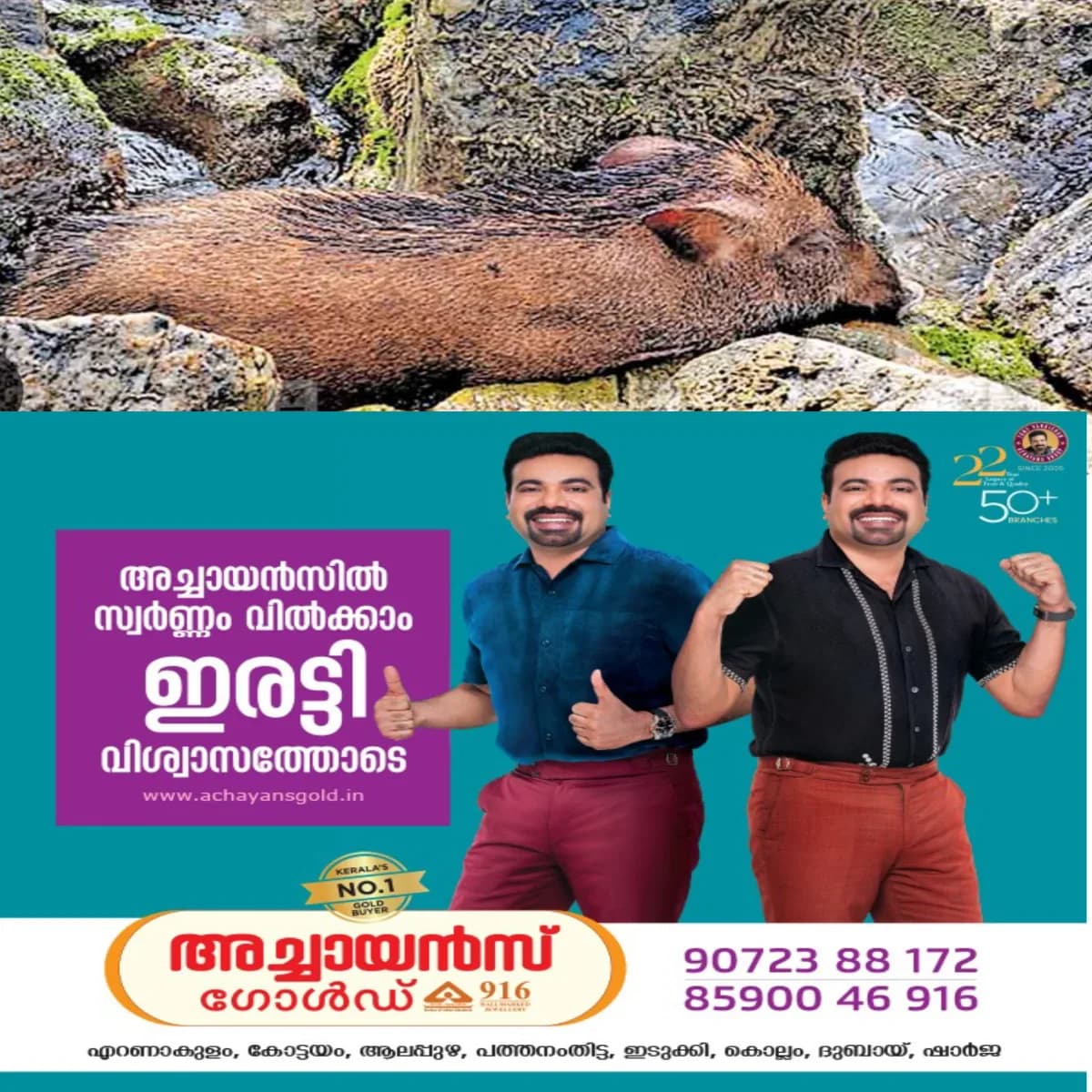 പാലോട് അടക്കം ഏതാനും പഞ്ചായത്തുകളിലെ വനമേഖലകളിലും സ്വകാര്യ കൃഷിയിടങ്ങളിലും കാട്ടുപന്നികള് കൂട്ടത്തോടെ ചത്തൊടുങ്ങുന്നു: ആഫ്രിക്കൻ പന്നിപ്പനിയെന്ന് സംശയം