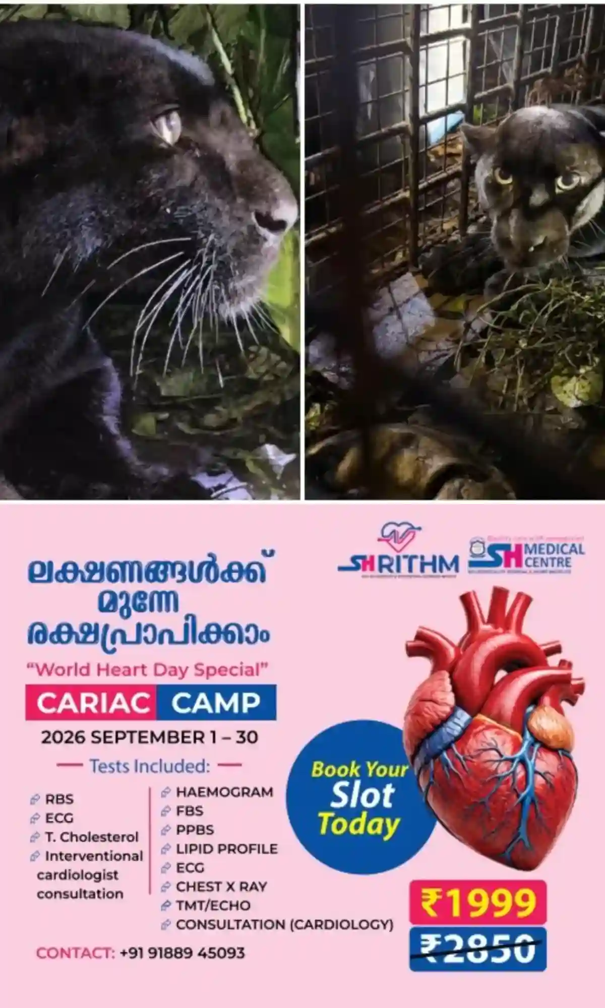 കേരളത്തില് കൂട്ടില് അകപ്പെട്ട ആദ്യ പെണ് കരിമ്പുലി; കോന്നി കുളത്തുമണ്ണില് കൂട്ടിലകപ്പെട്ട കരിമ്പുലിയെ തൃശൂർ പുത്തൂർ സുവോളജിക്കല് പാർക്കിലേക്ക് മാറ്റി