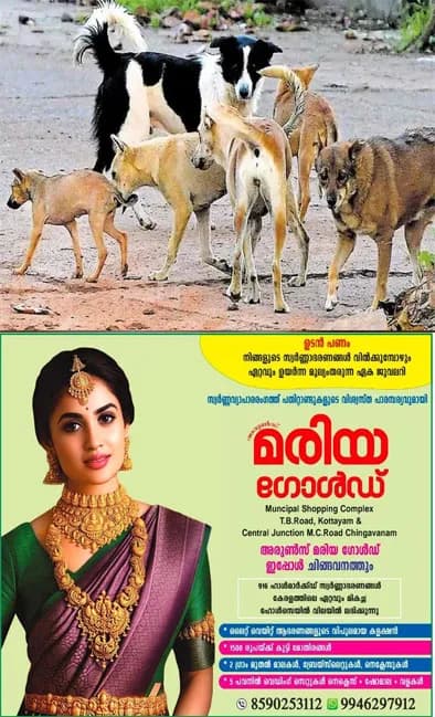 കോട്ടയം നഗരത്തിലെ തെരുവുനായ ഭീഷണിക്ക് അറുതി വരുത്താന് നഗരസഭ; ആക്രമണകാരികളായ നായകളെ പിടികൂടി എബിസി സെന്ററുകളില് പാര്പ്പിക്കും