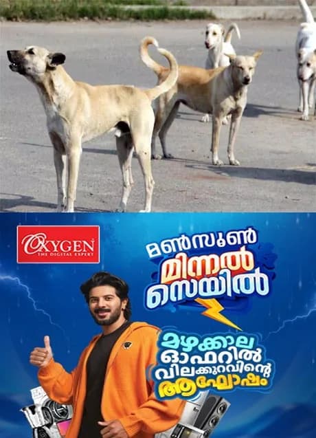 കണ്ണൂരില് തെരുവുനായയുടെ കടിയേറ്റ് ചികിത്സയിലായിരുന്ന വീട്ടമ്മക്ക് ദാരുണാന്ത്യം