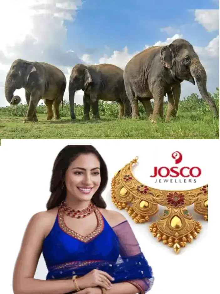 നാട്ടാനകളുടെ ആരോഗ്യം ഉറപ്പാക്കാൻ കേരള എലിഫന്റ് ഓണേഴ്സ് ഫെഡറേഷൻ;സംസ്ഥാനത്തെ മൂന്ന് മേഖലകളിലായി ഗജവൈദ്യ പരിശോധനാ ക്യാമ്പുകൾ സംഘടിപ്പിക്കും;ജില്ലയിലെ ക്യാമ്പ് ഇന്ന് കിടങ്ങൂരിൽ
