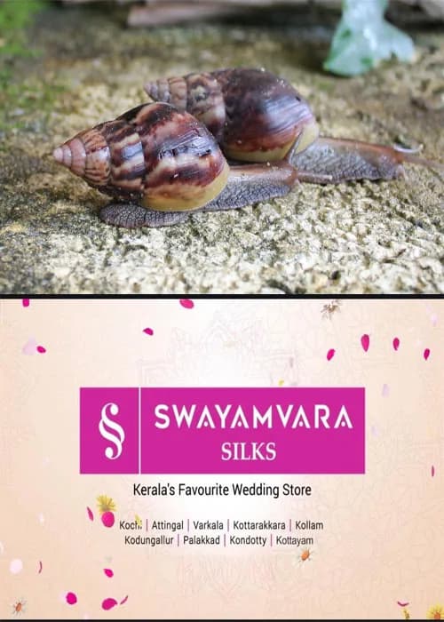 കടുത്തുരുത്തിയിൽ ആഫ്രിക്കൻ ഒച്ച് പെരുകുന്നു; ചെടികളും മറ്റും പൂര്ണമായും തിന്നു നശിപ്പിക്കുന്നു; ജനം ദുരിതത്തിൽ;നടപടിയെടുക്കാതെ അധികാരികൾ