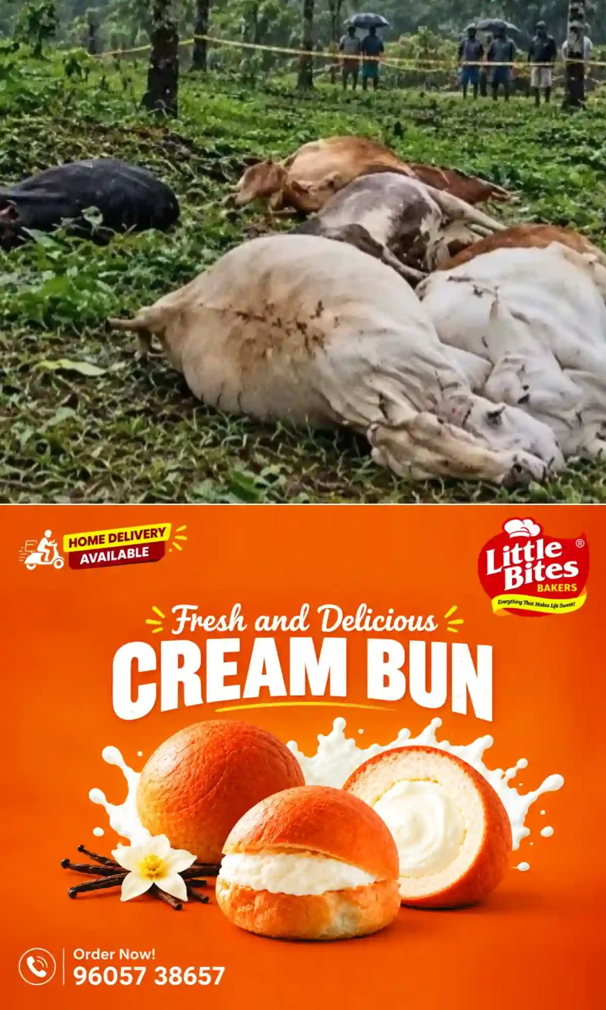 എരുമേലിയില് ഇടിമിന്നലേറ്റ് പശുക്കള് കൂട്ടത്തോടെ ചത്ത നിലയില്; 12 പശുക്കളെയാണ് കൂട്ടത്തോടെ ചത്തനിലയില് കണ്ടെത്തിയത്