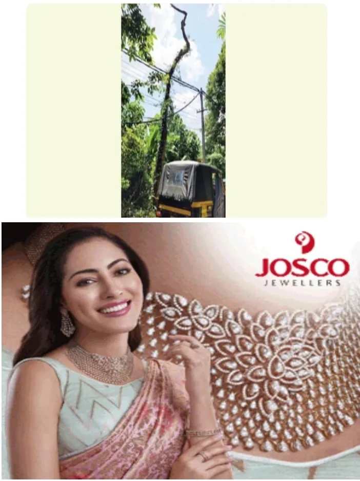 കാഞ്ഞിരപ്പള്ളി കുന്നുംഭാഗം - ടിബി റോഡിൽ അപകടക്കെണിയൊരുക്കി മരങ്ങള്; അധികൃതര്ക്ക് മൗനം