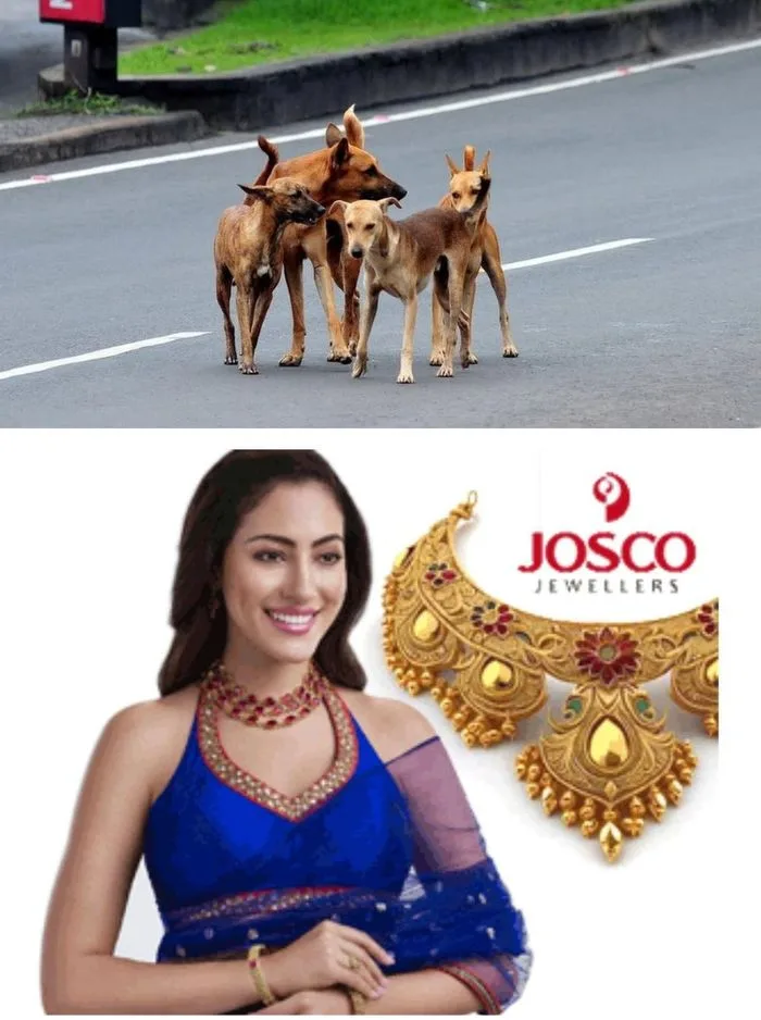 ഒരാഴ്ചയ്ക്കിടെ കടിയേറ്റത് ഇരുപതോളം പേര്ക്ക്; ഇവരിൽ ഏഴു പേര്ക്ക് ഗുരുതര പരുക്ക്; കോട്ടയത്തും സമീപപ്രദേശങ്ങളിലും തെരുവുനായ ശല്യം രൂക്ഷം