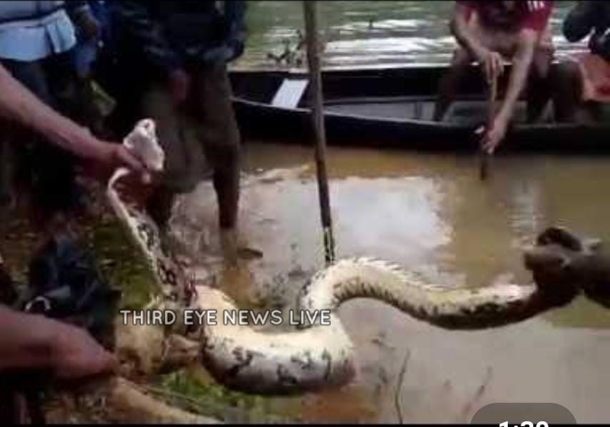 snake