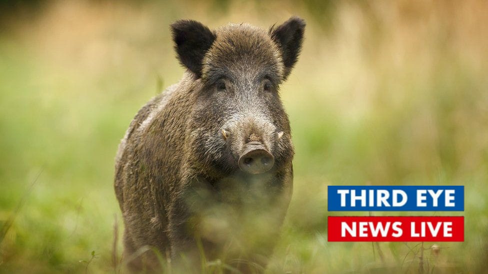 wild pig