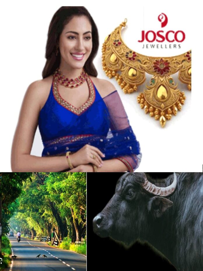 WhatsApp Image 2025-10-17 at 11.03.17 AM