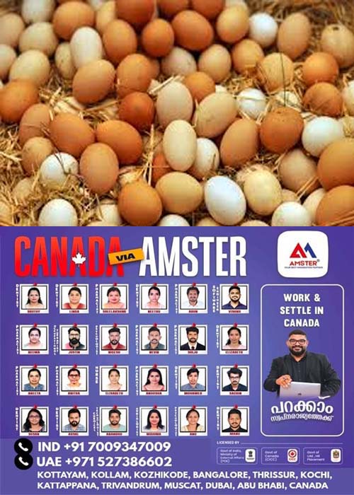 egg