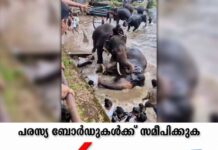 കർണാടകയിലെ ദുബാരെ ആനത്താവളത്തിൽ സന്ദർശകർക്ക് നിയന്ത്രണം ഏർപ്പെടുത്തി; നടപടി യുവതി കൊല്ലപ്പെട്ടതിന് പിന്നാലെ