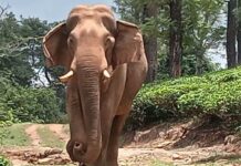 തമിഴ്നാട് ആളിയാർ ഡാം കനാലിൽ ചില്ലിക്കൊമ്പന്റെ ജഢം കണ്ടെത്തി; ഒഴുക്കിൽപ്പെട്ടത് ഇന്നലെ വൈകുന്നേരം