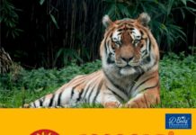 കടുവയുടെ ആക്രമണത്തിൽ നാല് സ്ത്രീകൾക്ക് ദാരുണാന്ത്യം; ദാരുണ സംഭവം മഹാരാഷ്ട്രയിലെ ചന്ദ്രാപുരില്