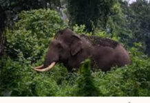 ഗൂഡല്ലൂരിൽ കാട്ടാന ആക്രമണം; മലയാളിയായ 14കാരന് ദാരുണാന്ത്യം;ഒരാഴ്ചക്കിടെ ഇത് രണ്ടാമത്തെ മരണം