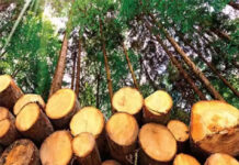 മുട്ടിൽ മരംമുറി കേസ്; പിടിച്ചെടുത്ത മരത്തിന്റെ പൂർണമായ കണക്ക് സമർപ്പിക്കണമെന്ന് കോടതി;മരക്കൊമ്പുകൾ ഉൾപ്പെടെയുള്ളവയുടെ കണക്കുകൂടി സമർപ്പിക്കാൻ പൊലീസിന് നിർദേശം നൽകി